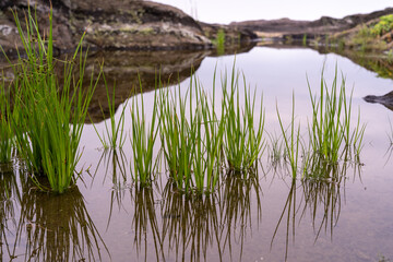 岩礁地帯で成長する葦の類