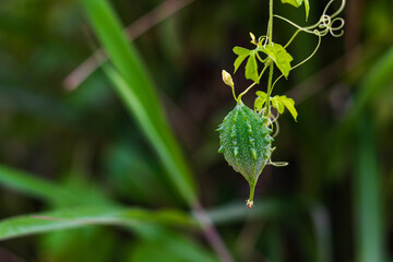 Green and young bitter melon fruit