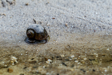 A snail at the bank of small stream