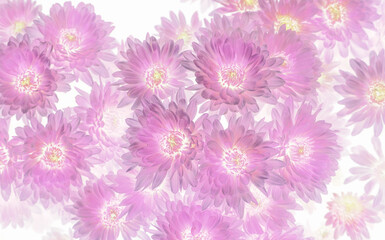 Art of the beautiful pink chrysanthemum flower close up use for abstract image for background.