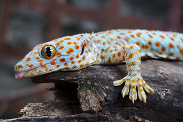 closed up the gecko is crawling on a log 