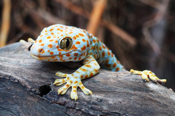 closed up the gecko is crawling on a log 