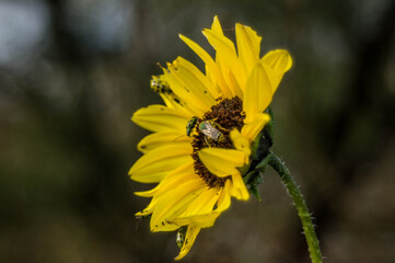 Flor girasol amarillo en primavera con insectos, poliniza flor tallo verde natrual.
