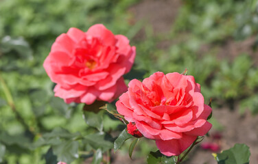 Rose "Miss Susie" - bright, salmon-orange flowers, luminous, uniform tone, noble shape, large (9-10 cm), double, with a pleasant aroma, solitary, on strong, long peduncles.