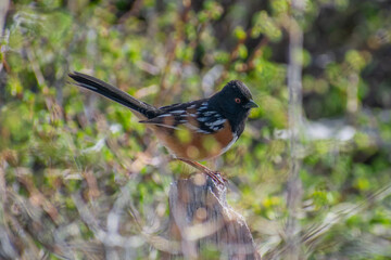 spotted towhee on a branch
