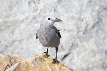 mountain bird on a rock