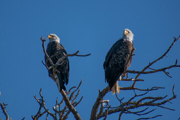 bald eagle pair