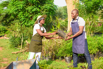 African female and male gardener, florist or horticulturists wearing apron and working together in...