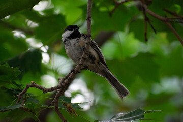 chickadee on a branch