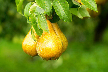 Bosc Pear on a Tree in Odell, Oregon