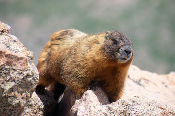 marmot in the mountains