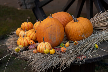pumpkins and gourds