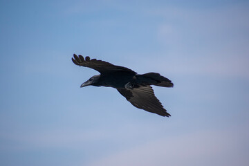 crow in flight