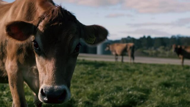 Brown jersey cow in Dairy farm staring