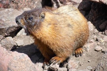 marmot with mouth open