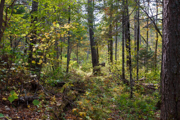 Sikhote-Alin Biosphere Reserve. Far Eastern reserved forest. The trunks of trees stand in a dense taiga forest in the reserve. Autumn forest.