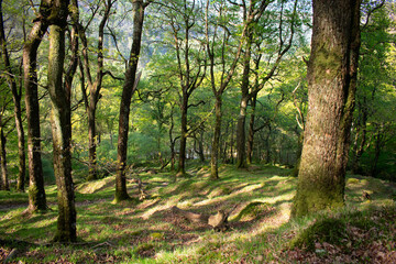 Fototapeta premium trees in the irish forest