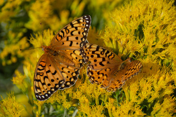 butterflies on a flower