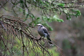 camp robber on a branch