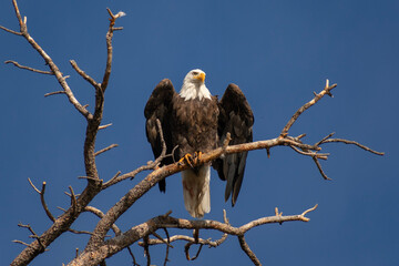 bald eagle