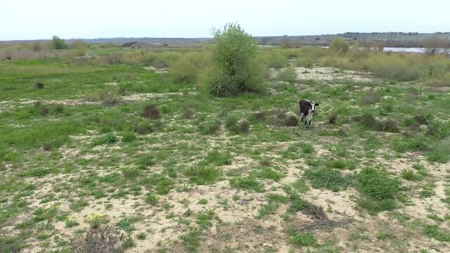 aerial footage of Cow standing in the orchard