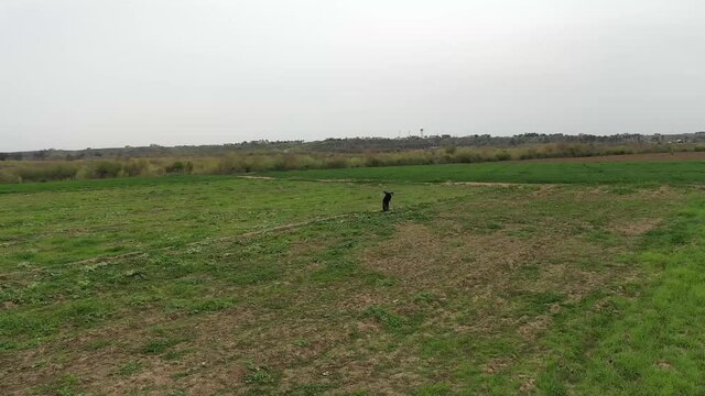 aerial footage of  farmer plows the field in Tikrit city , Iraq