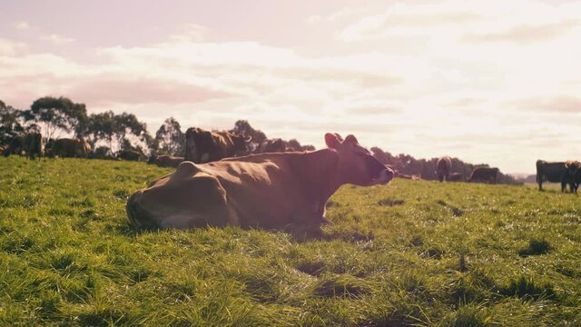 jersey cow chewing cud resting on green grass in open air at daytime