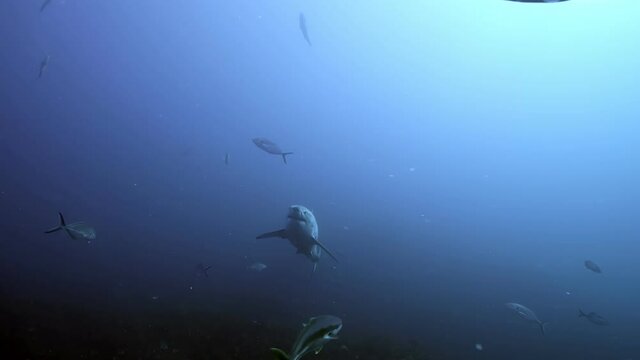 Battle Scarred Great White Shark Carcharodon carcharias 4k badly scarred shark close ups Neptune Islands South Australia