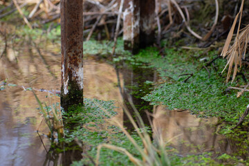 stream under a bridge
