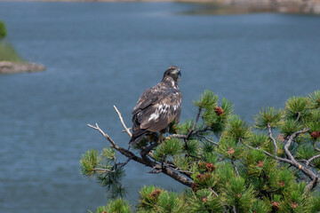 juvenile bald eagle