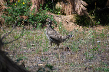 pheasant in a forest