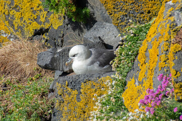 seagull resting on a coastline rock