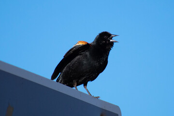 red winged blackbird on a road sign