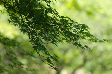 green leaves in the forest