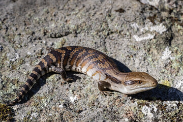 Close up of Eastern Blue-tongue Lizard
