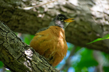 mother robin