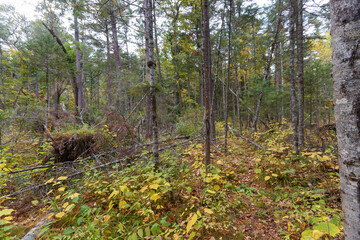 Sikhote-Alin Biosphere Reserve. Far Eastern reserved forest. The trunks of trees stand in a dense taiga forest in the reserve. Autumn forest.