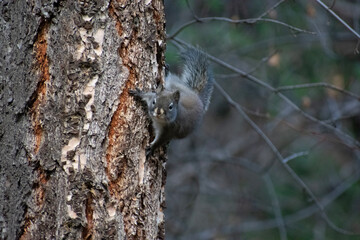squirrel in the forest