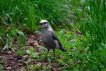 camp robber in the grass
