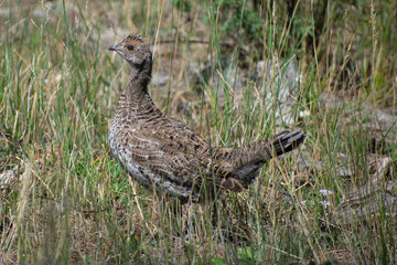 pheasant in the grass