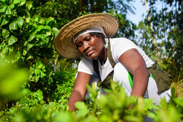 African female gardener, florist or horticulturist tending to flowers in a colorful garden