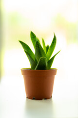 aloe vera plant in pot