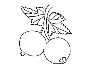 Black currant in the doodle style. Hand-drawn silhouette with a berry. 
Botanical medicinal vector plant 
