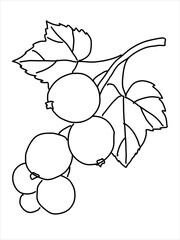 Black currant in the doodle style. Hand-drawn silhouette with a berry. 
Botanical medicinal vector plant 
