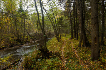 Sikhote-Alin Biosphere Reserve. Far Eastern reserved forest. An ecological forest trail runs in a dense autumn forest.