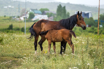 horse in the field