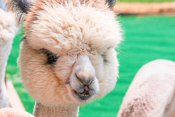 Closeup portrait of alpaca on a farmland