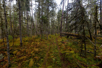 Sikhote-Alin Biosphere Reserve. Far Eastern reserved forest. An ecological forest trail runs in a dense autumn forest.