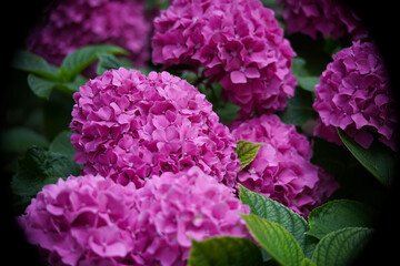 Hortensia flower - Hydrangea macrophylla - Beautiful bush of hydrangea flowers in a garden