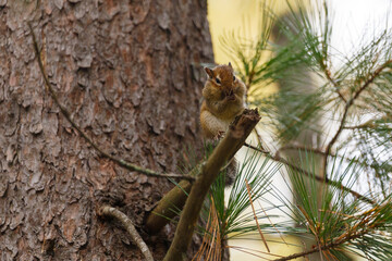 Sikhote-Alin Biosphere Reserve. Far Eastern reserved forest. A forest squirrel chipmunk sits on a branch, its mouth is covered with its paws.